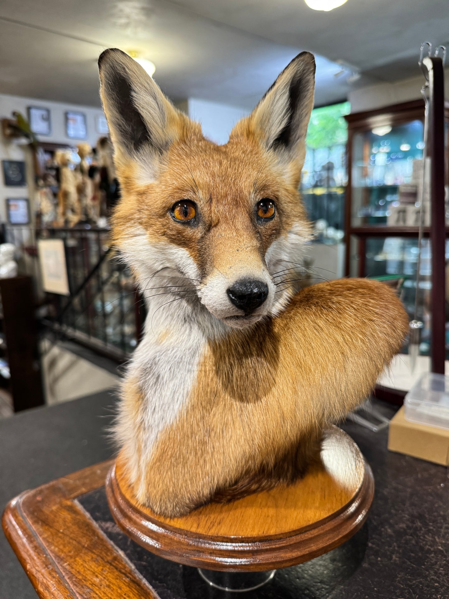 Taxidermy Fox Head