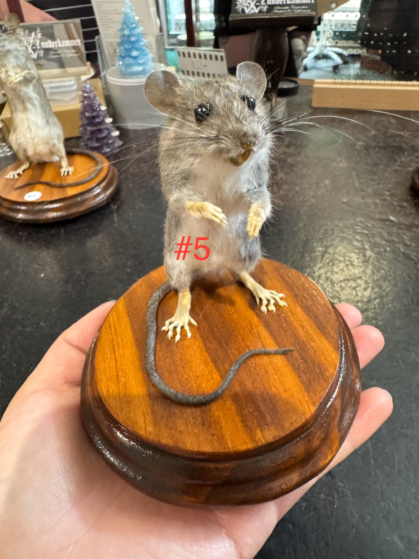 Taxidermy rats