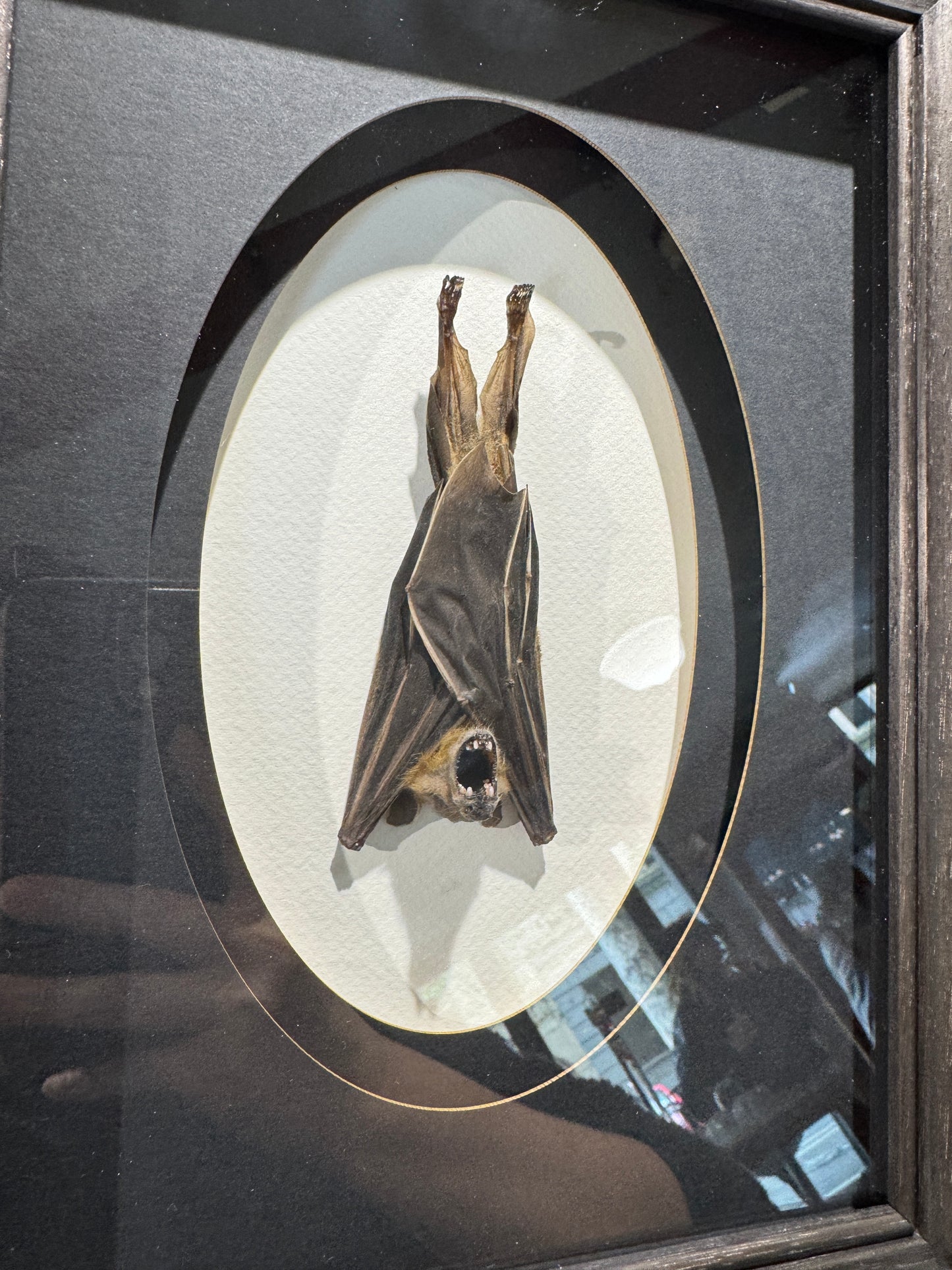 Hanging bat