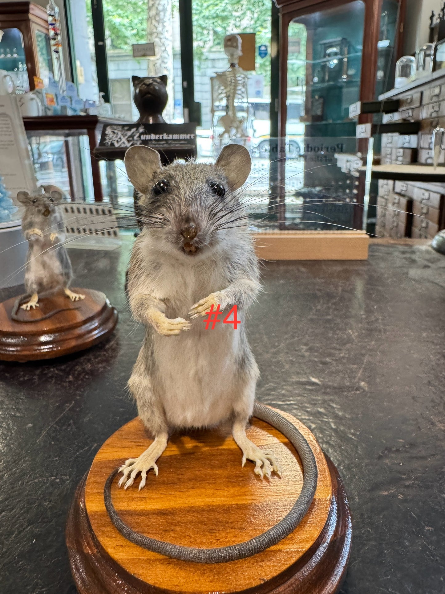 Taxidermy rats