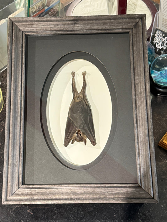 Hanging bat