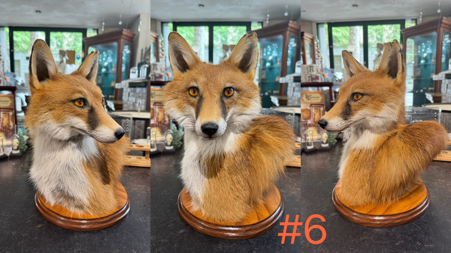 Taxidermy Fox Head