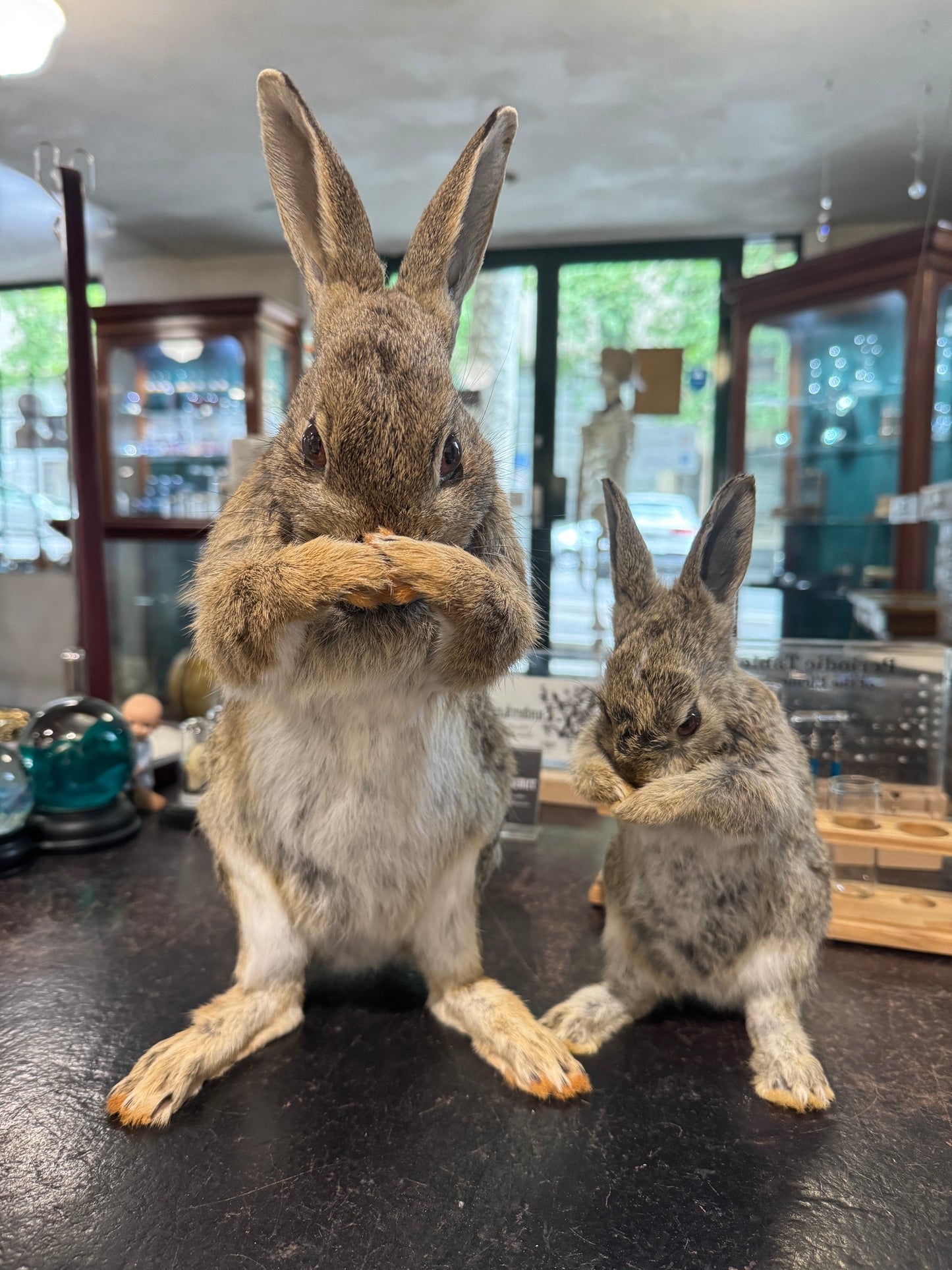 Taxidermy bunny rabbits