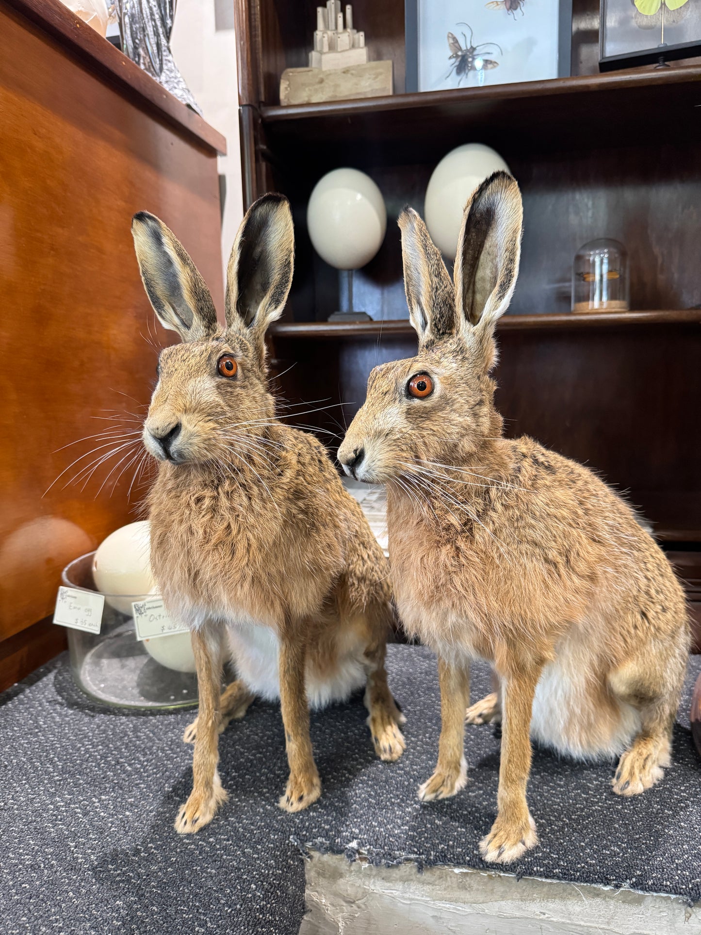 Taxidermy Hare