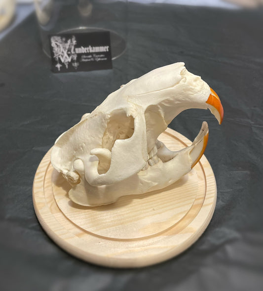Beaver Skull