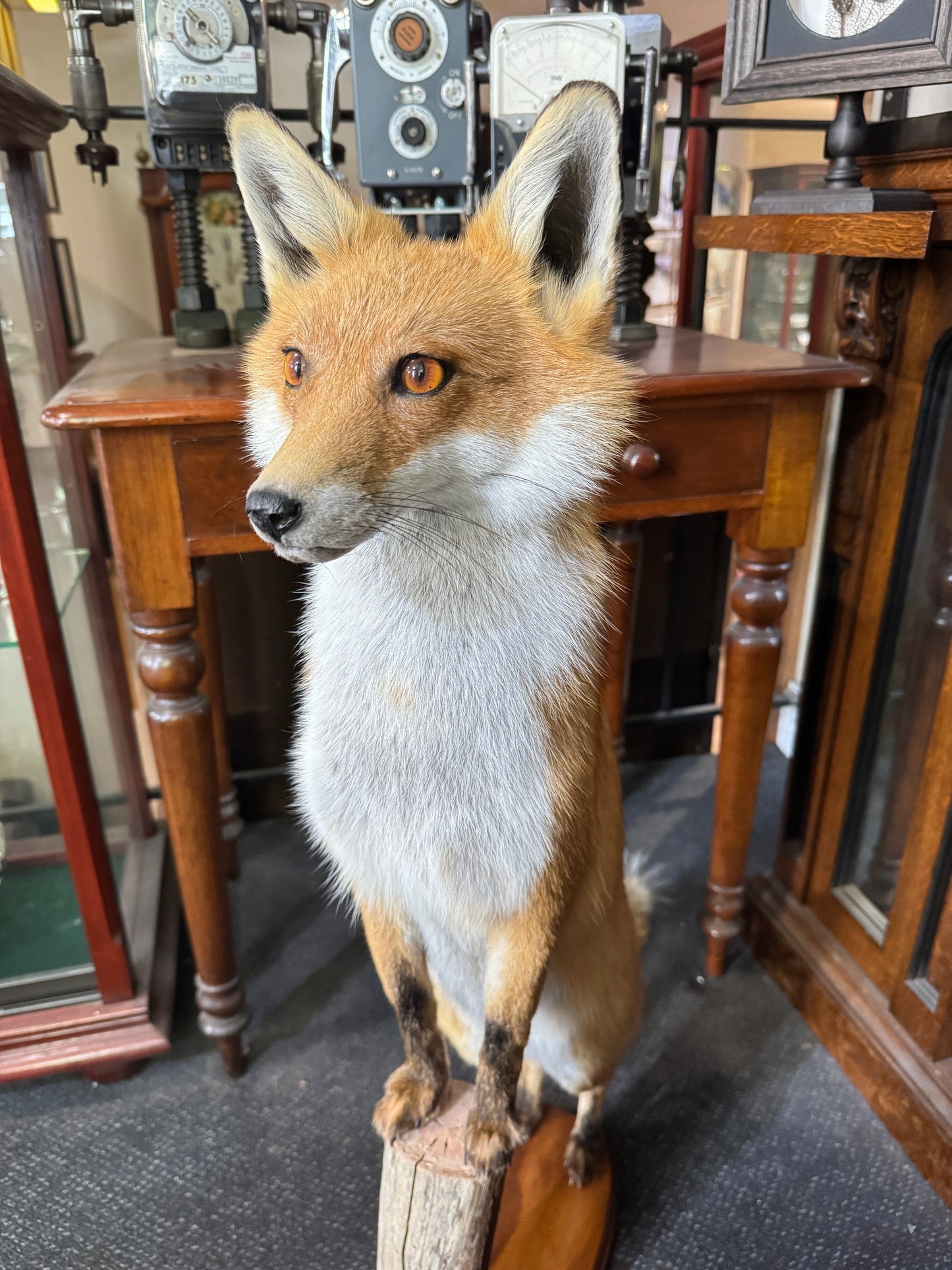 Taxidermy Foxes
