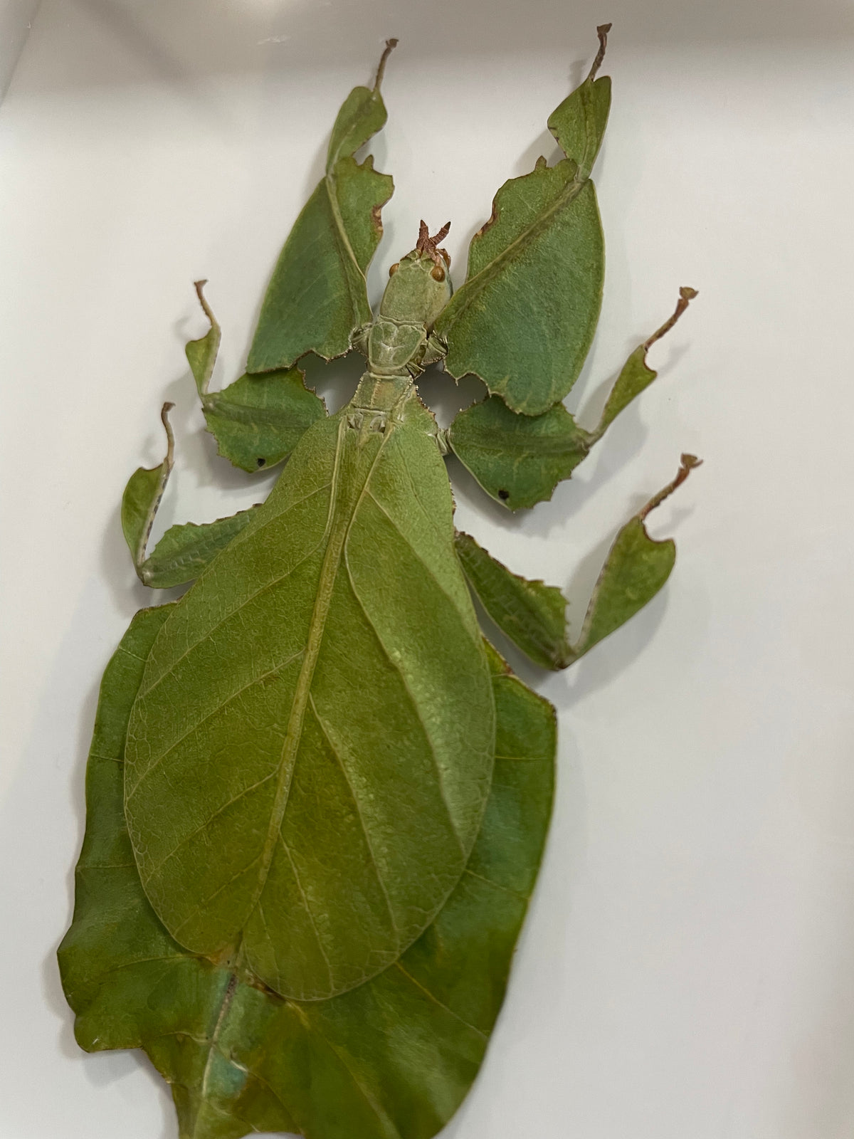 Leaf Insect Making Leaf insect β Wunderkammer