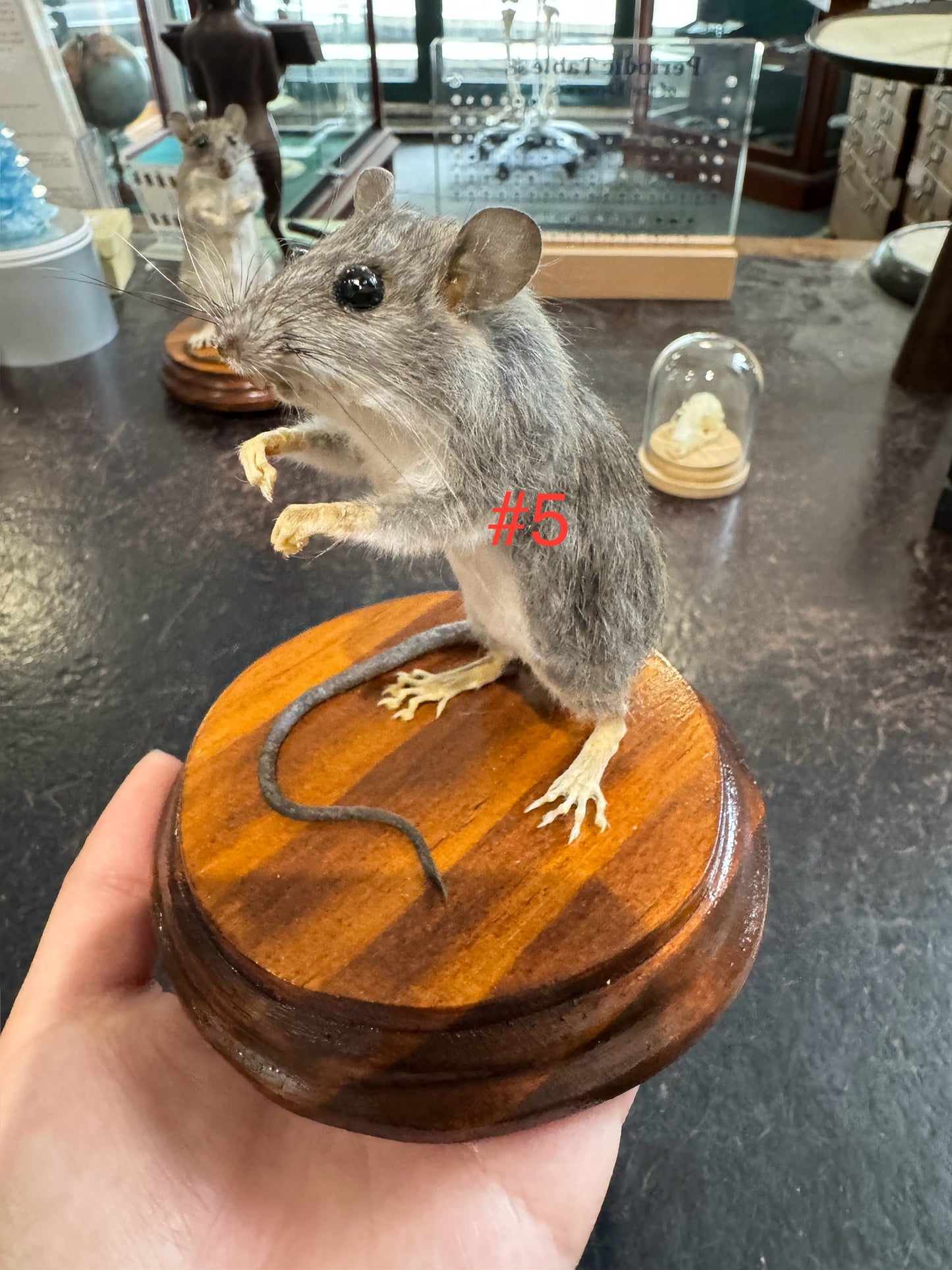 Taxidermy rats