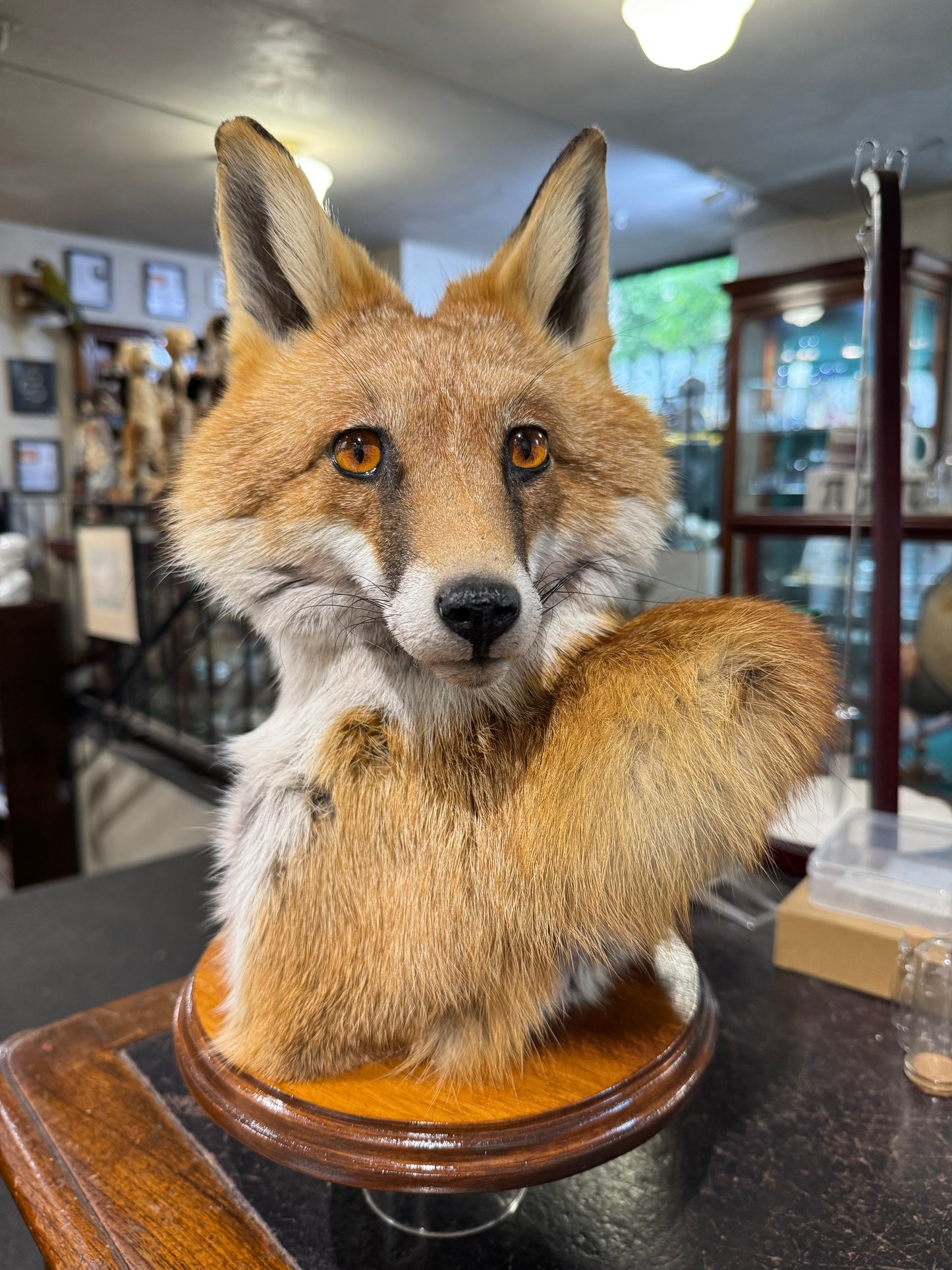 Taxidermy Fox Head