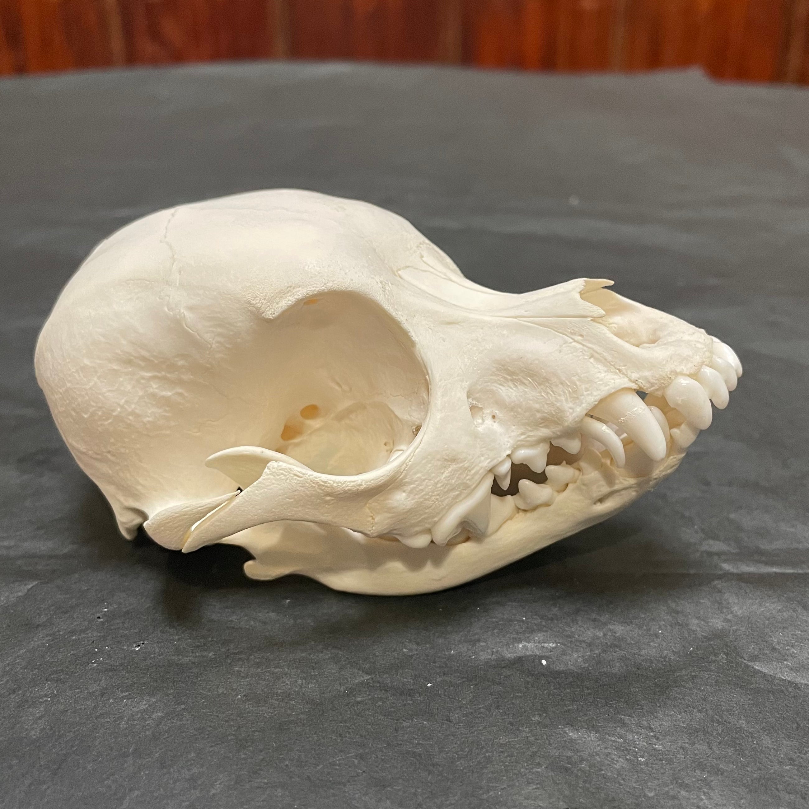 Domestic Dog Skull Wunderkammer