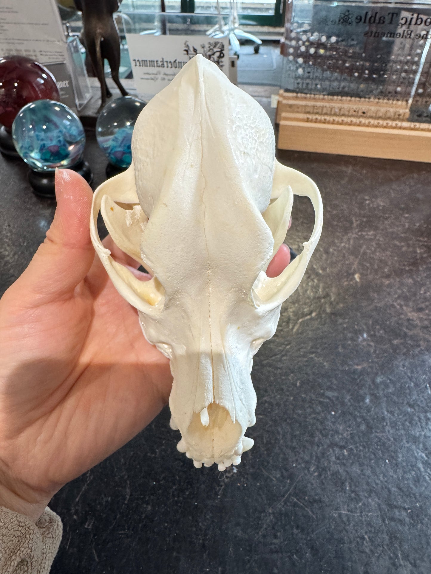Domestic Dog Skull