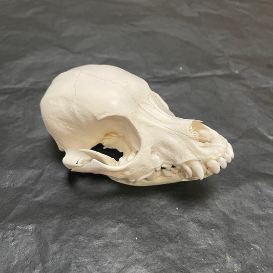 Domestic Dog Skull