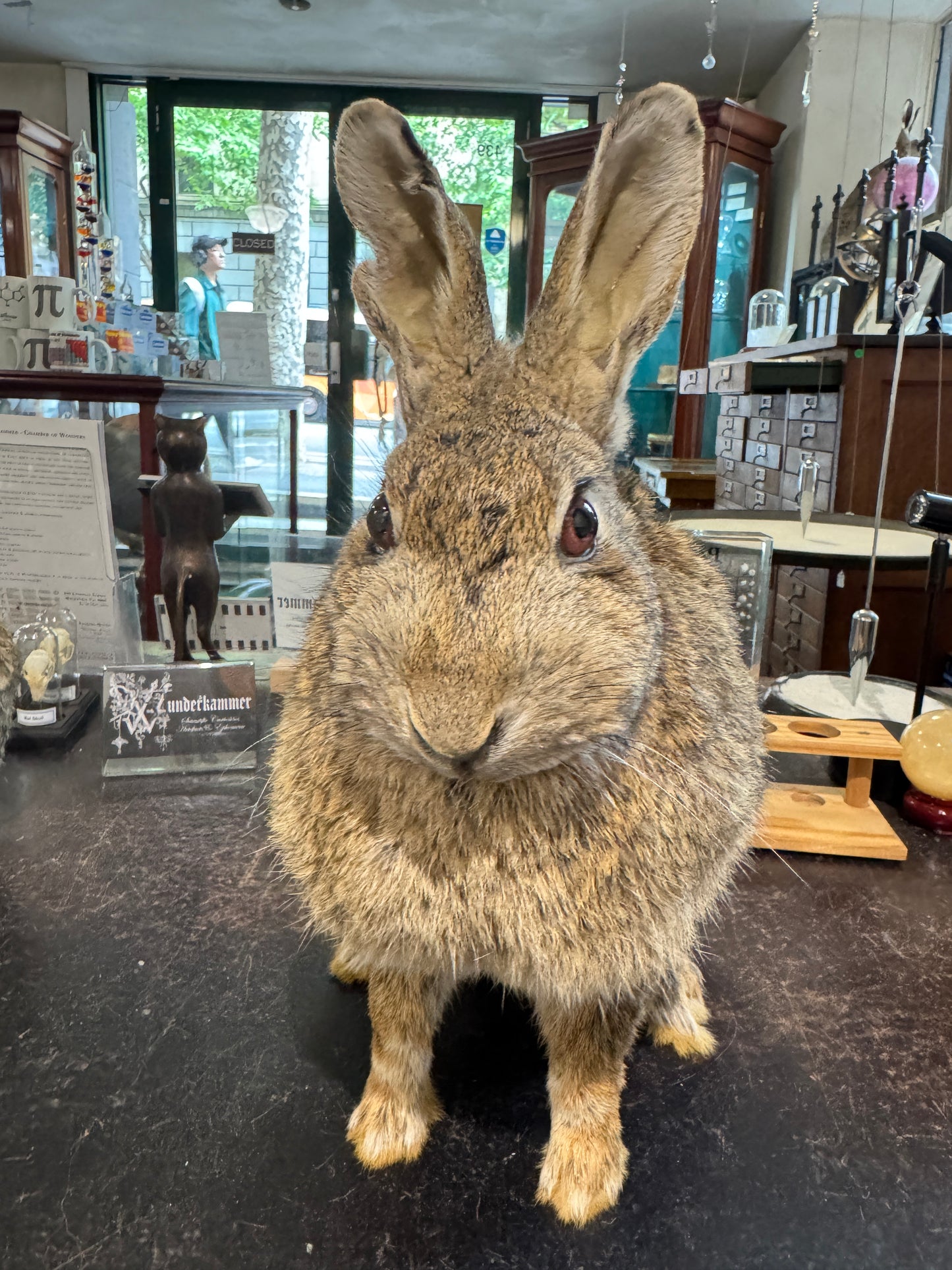 Taxidermy bunny rabbits