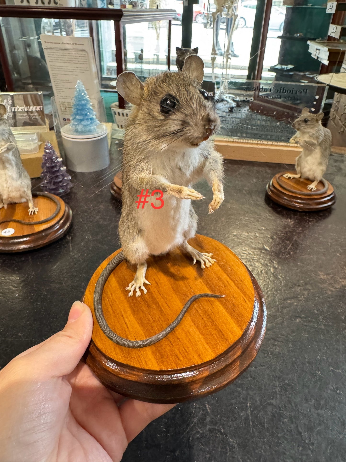 Taxidermy rats