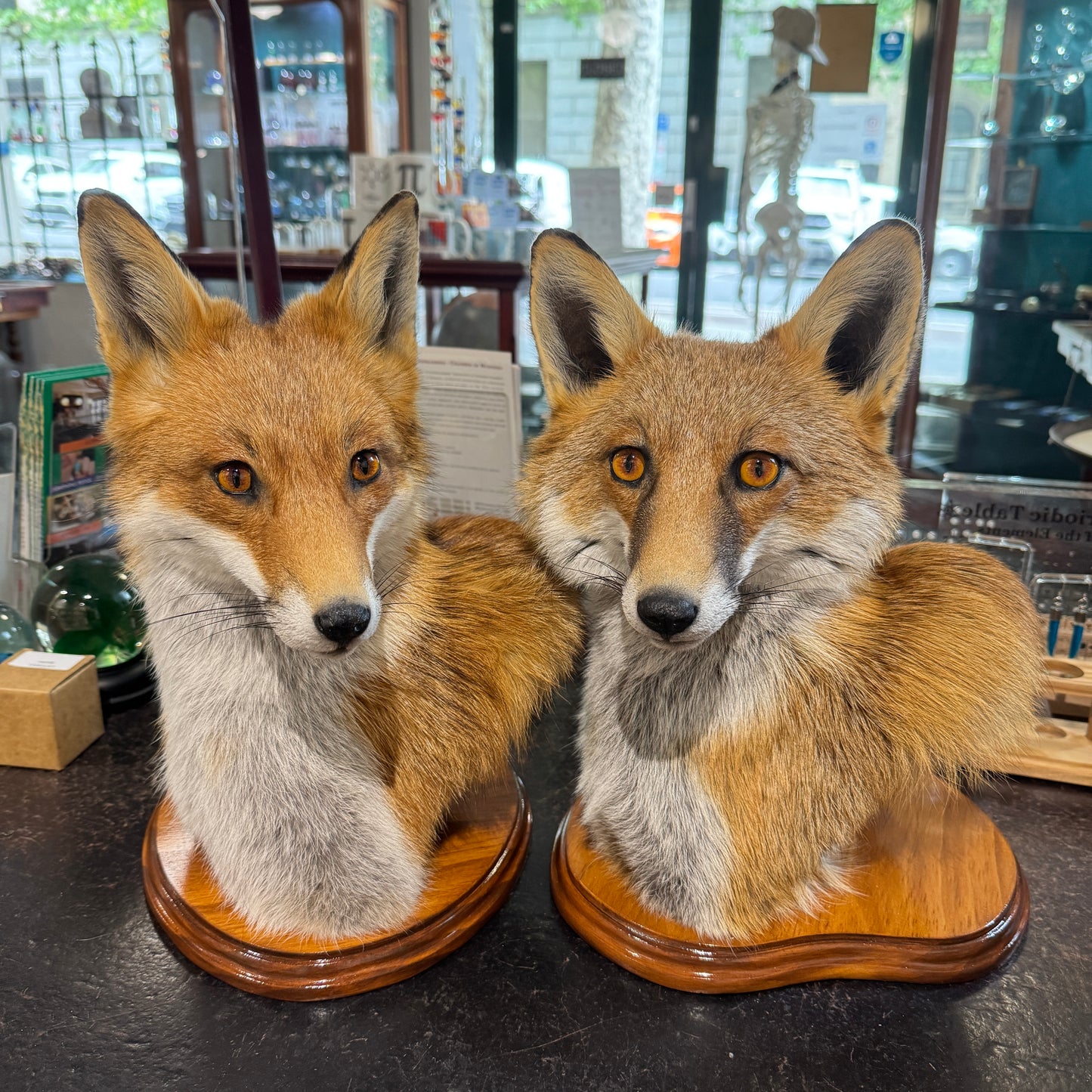 Taxidermy Fox Head