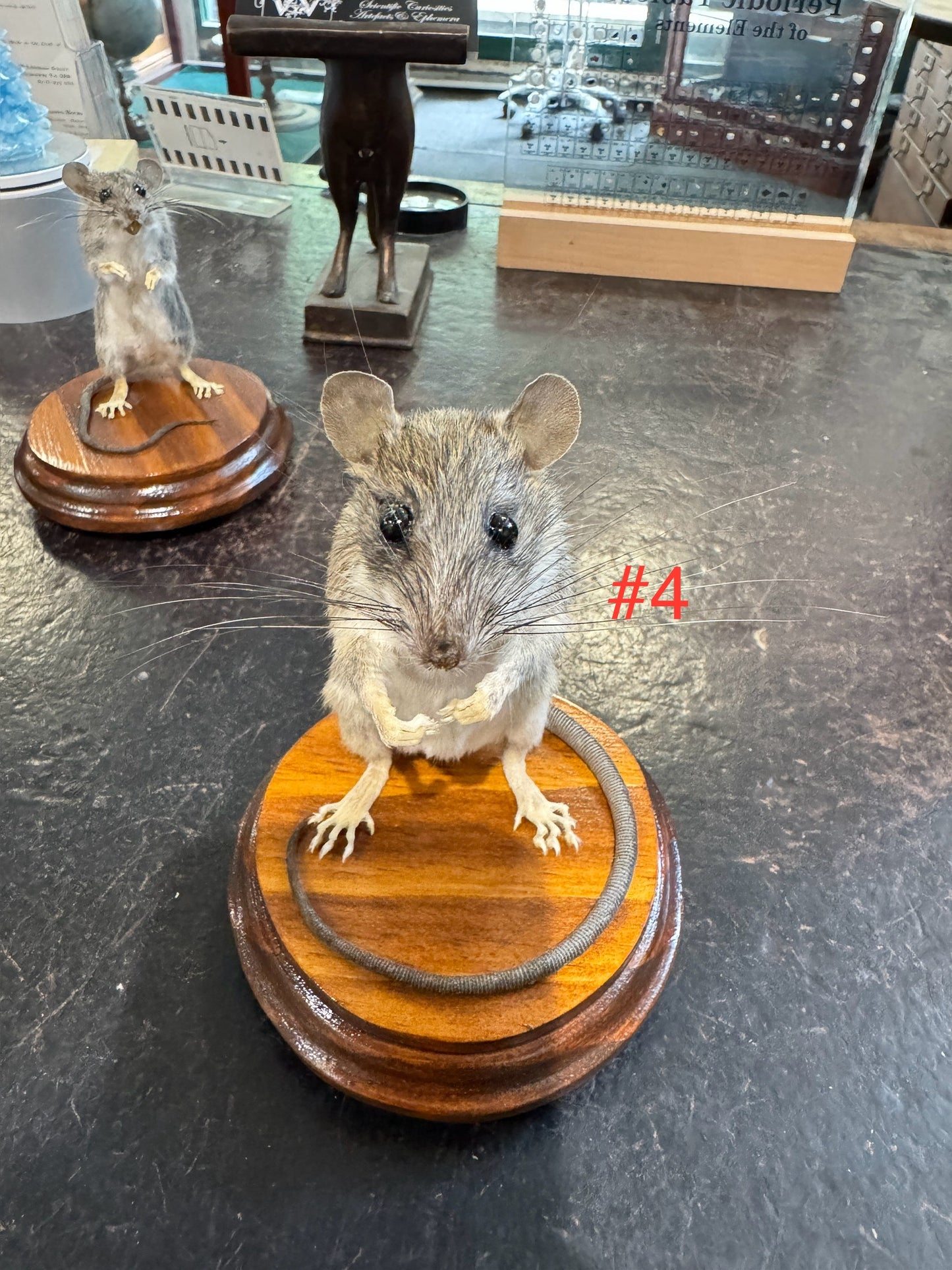 Taxidermy rats