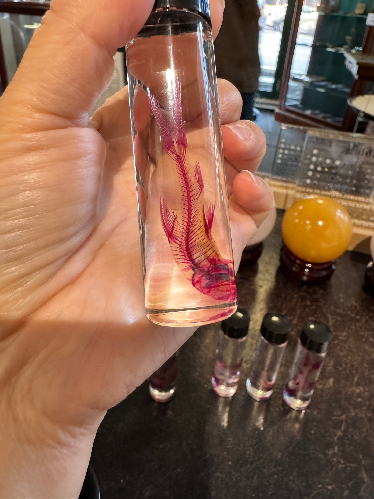 Diaphonised Rainbow Shark