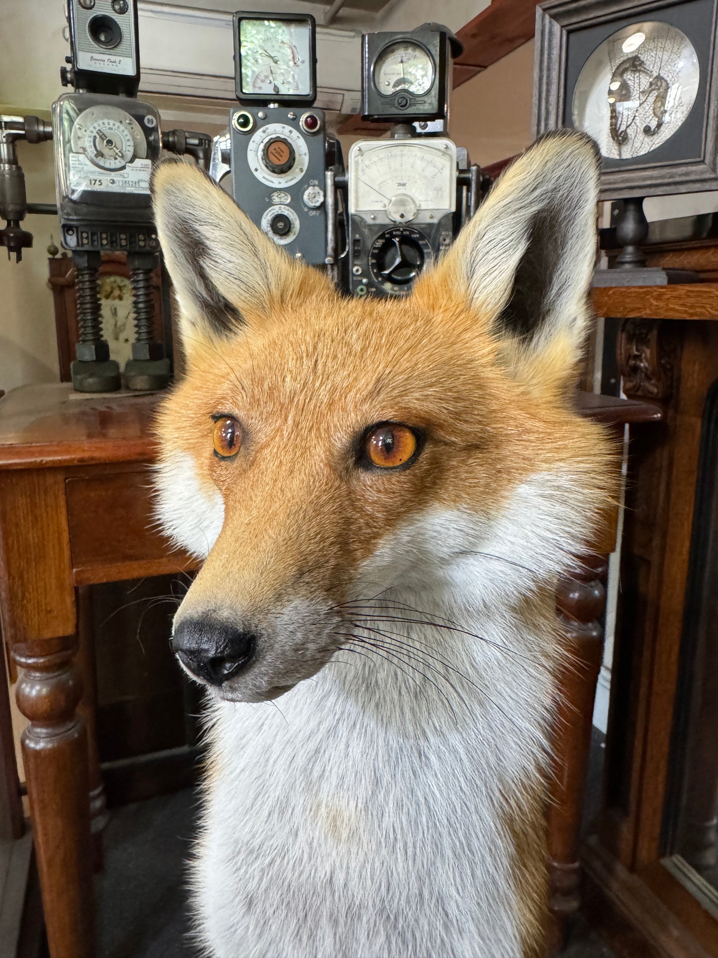 Taxidermy Foxes