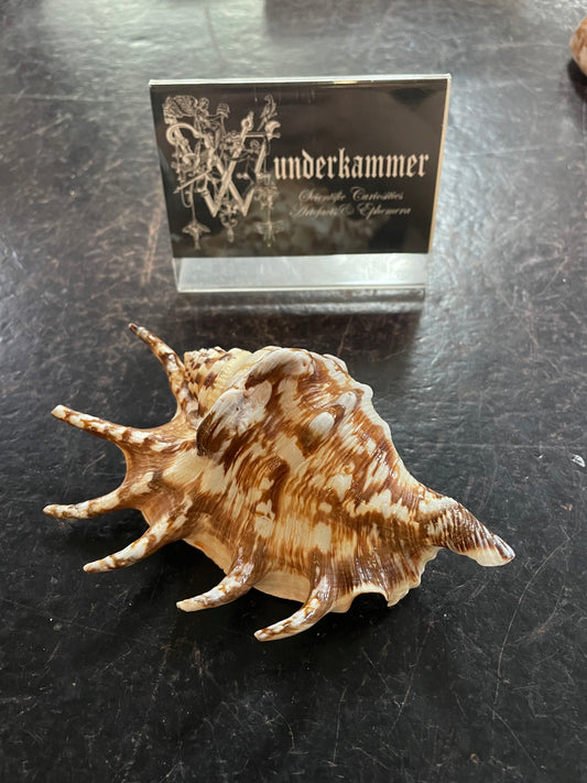 Scorpius spider conch