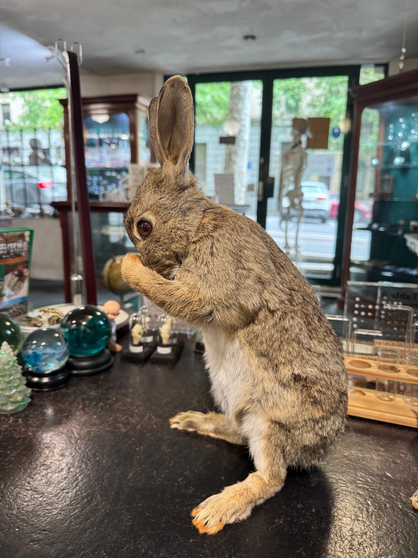 Taxidermy bunny rabbits