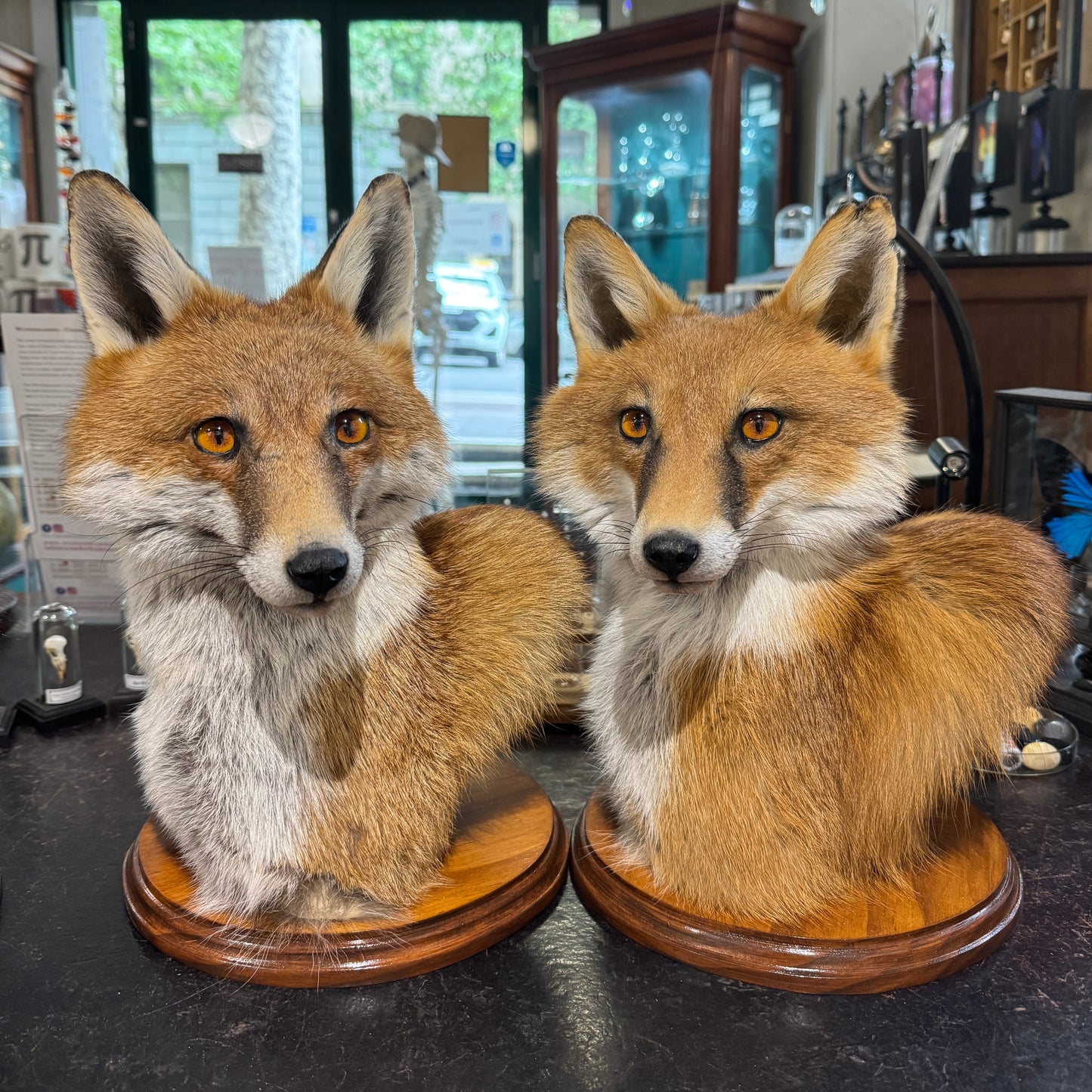 Taxidermy Fox Head