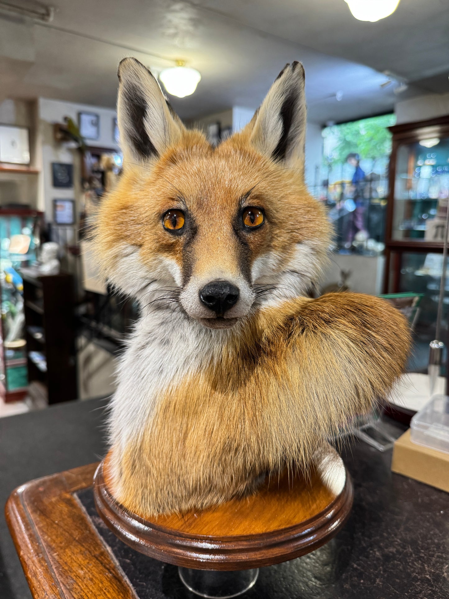 Taxidermy Fox Head