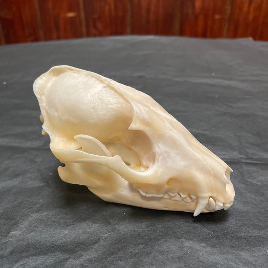 Raccoon Dog Skull