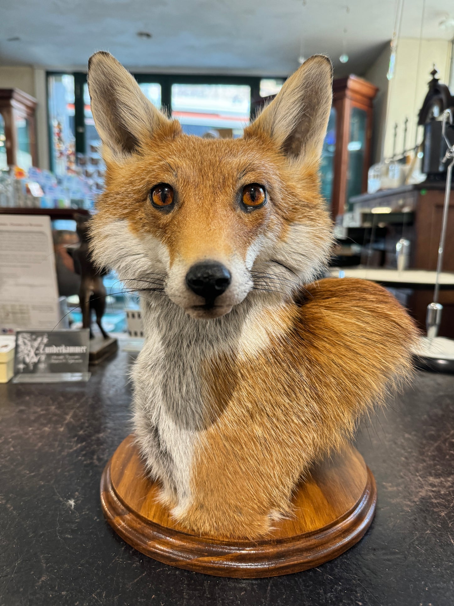 Taxidermy Fox Head