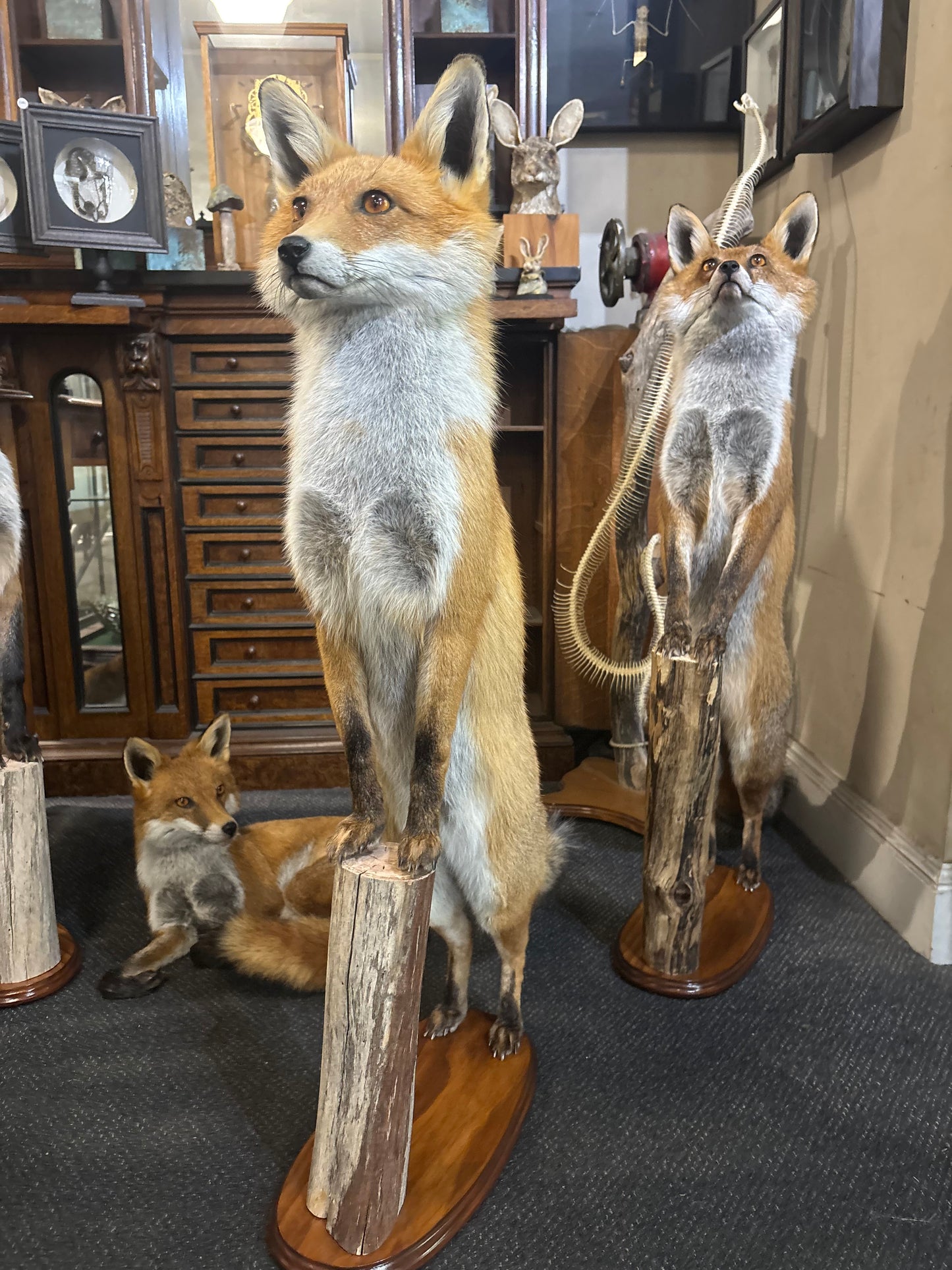 Taxidermy Foxes