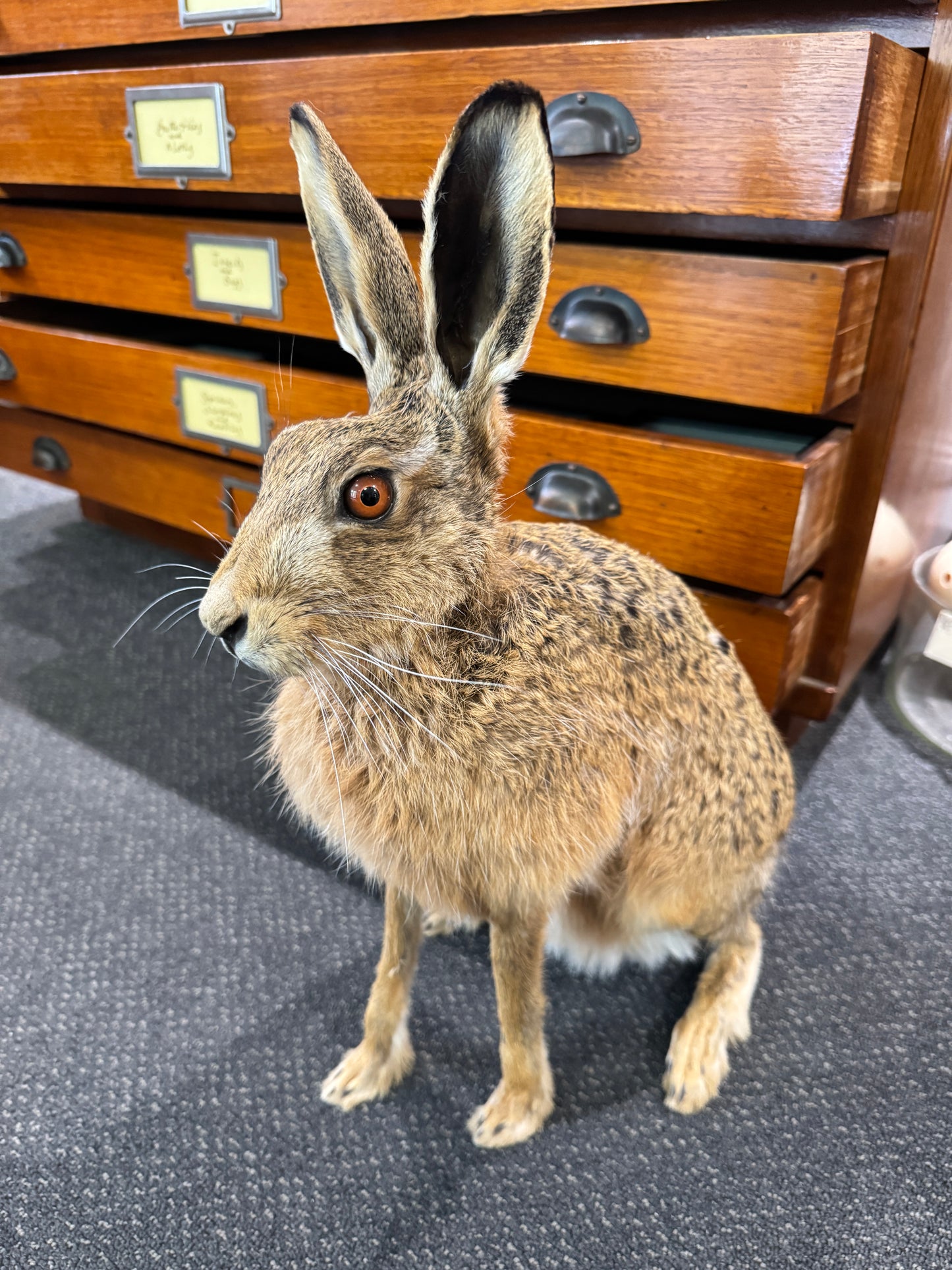 Taxidermy Hare