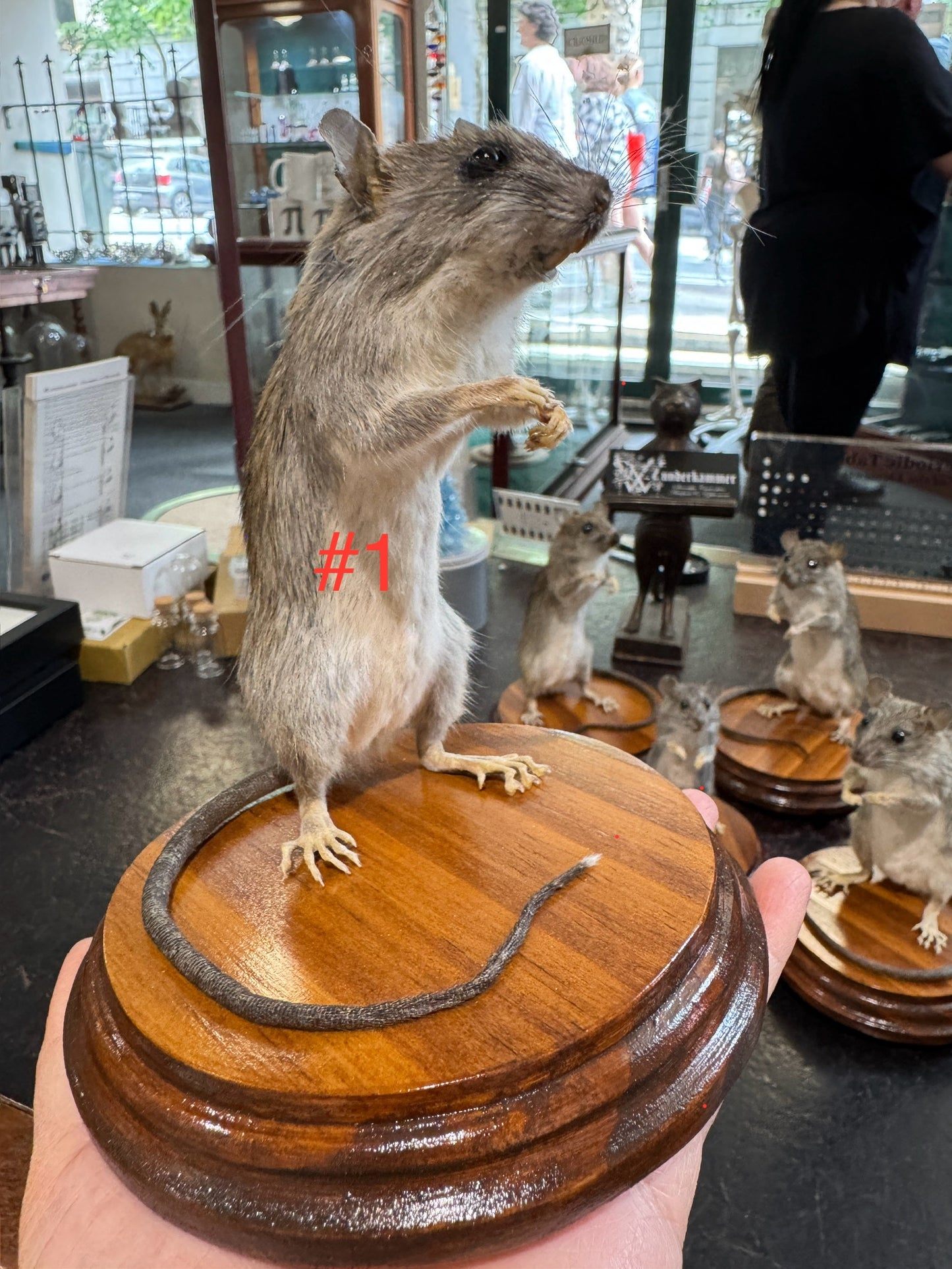 Taxidermy rats