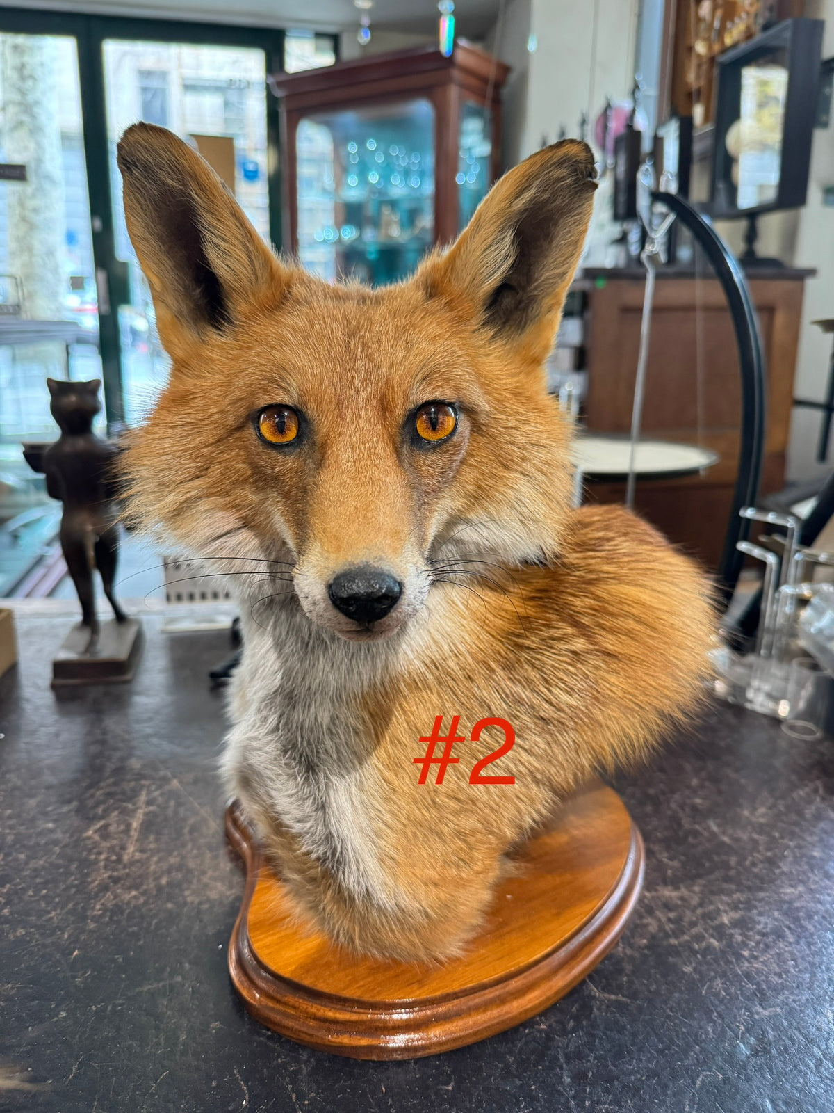 Taxidermy Fox Head