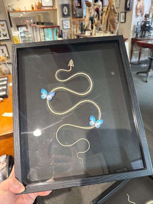 Snake skeleton