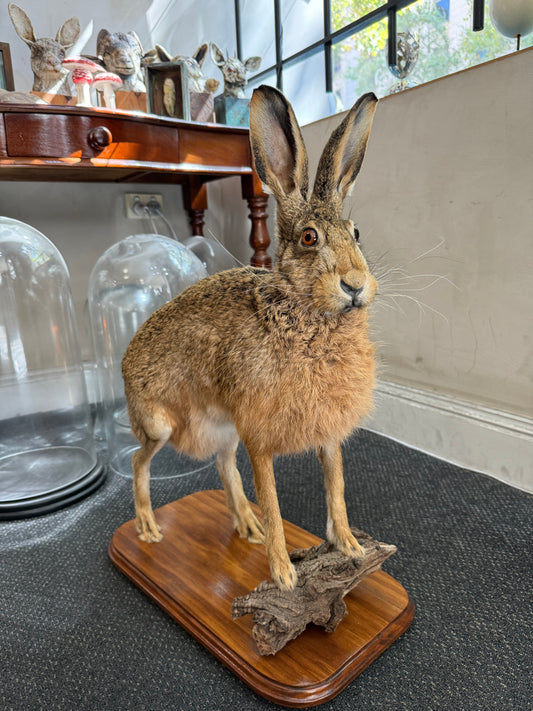 Taxidermy Hare