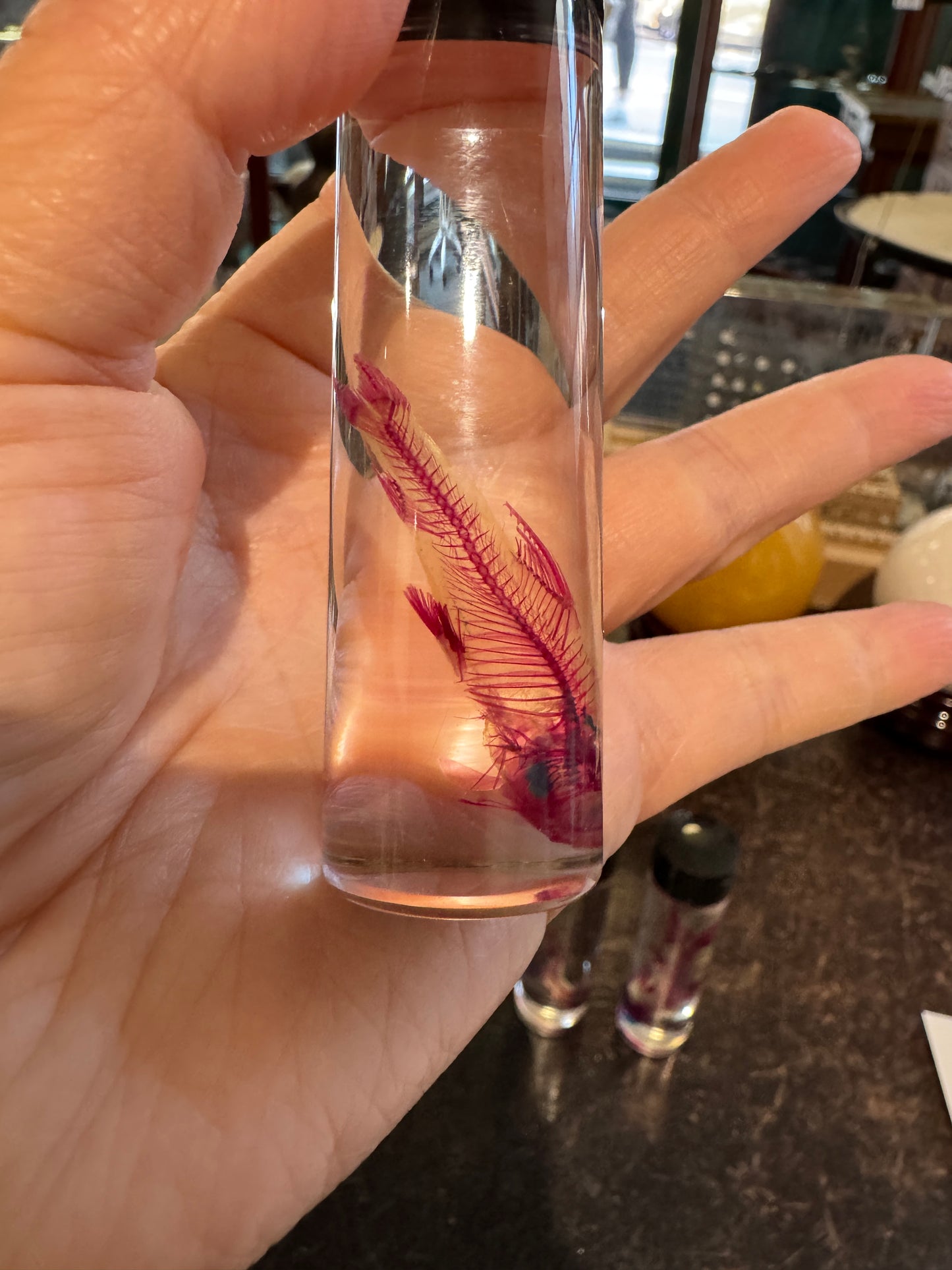 Diaphonised Rainbow Shark