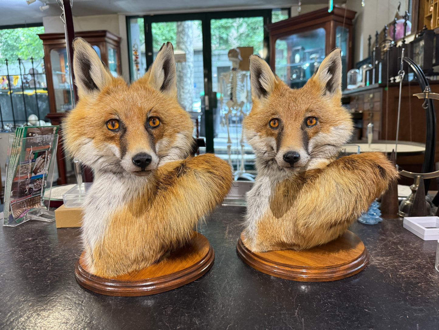 Taxidermy Fox Head