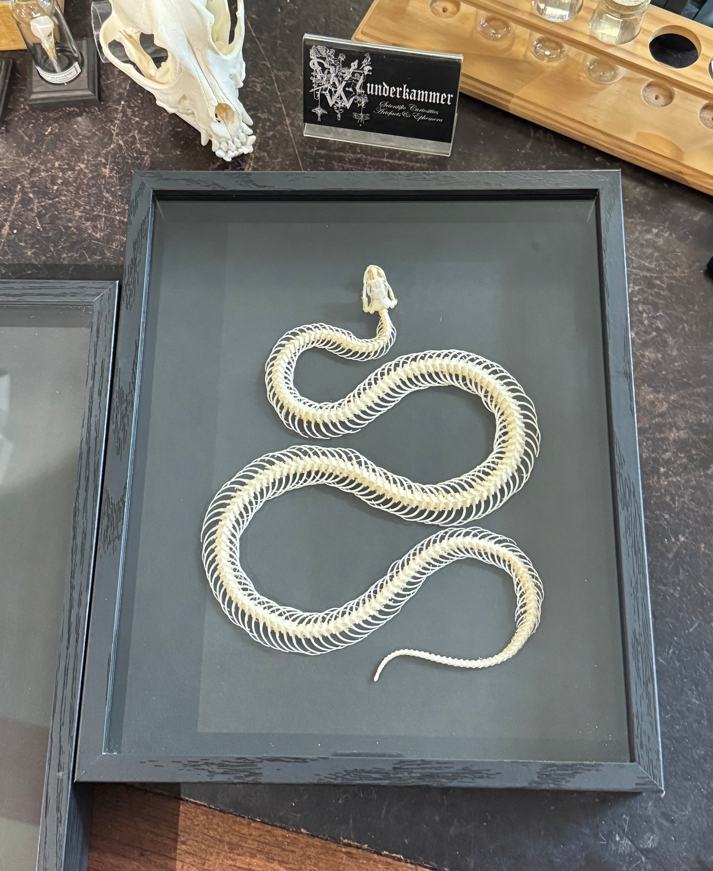 Snake skeleton