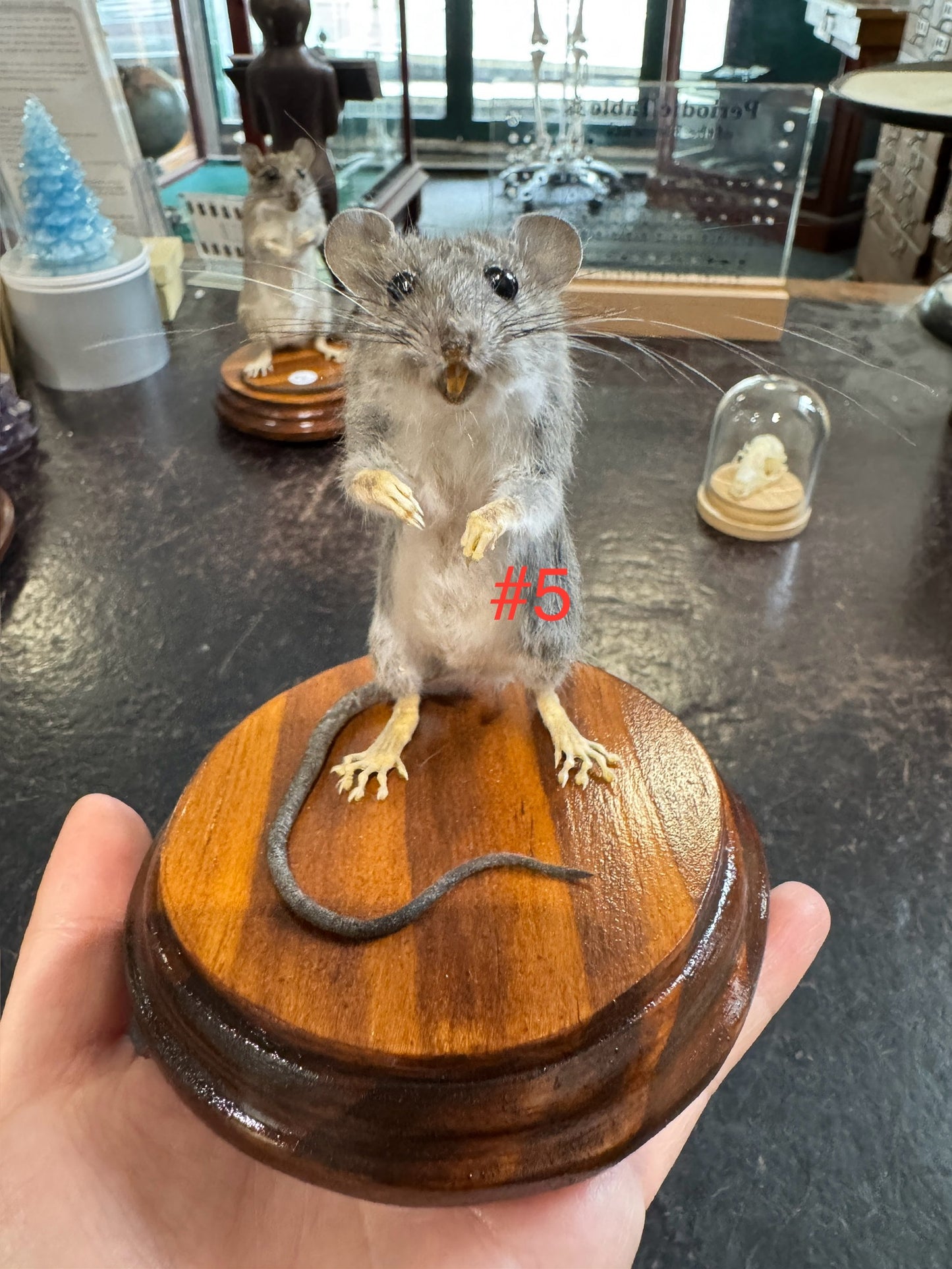 Taxidermy rats