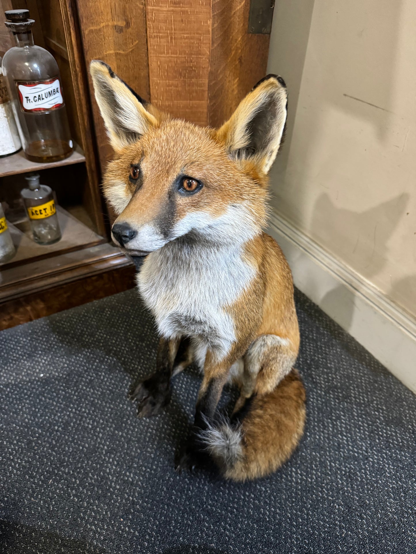Sitting fox
