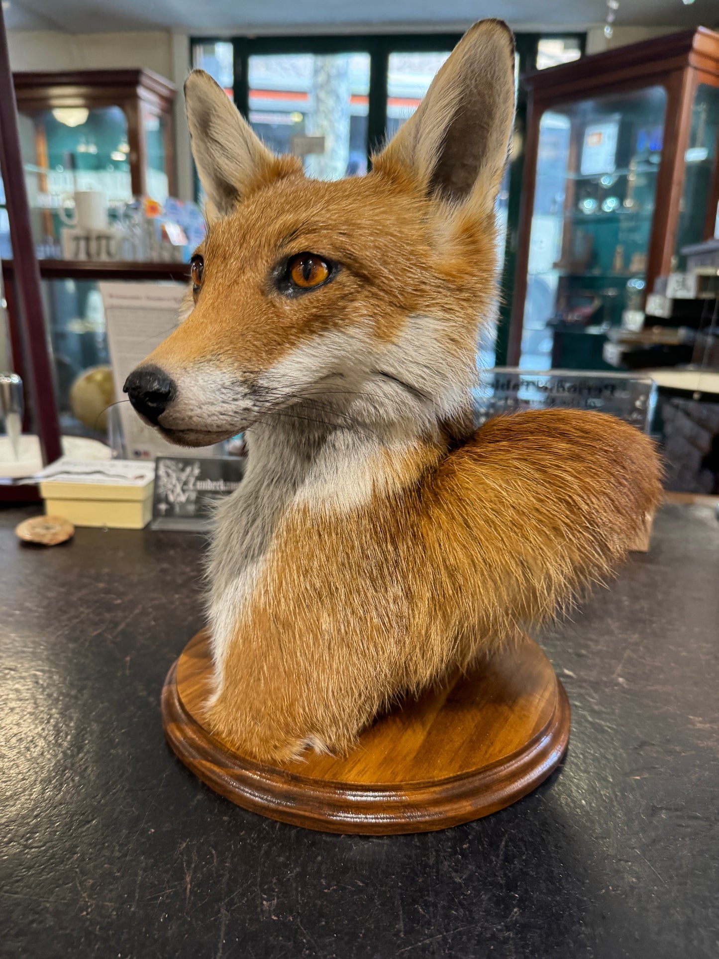 Taxidermy Fox Head