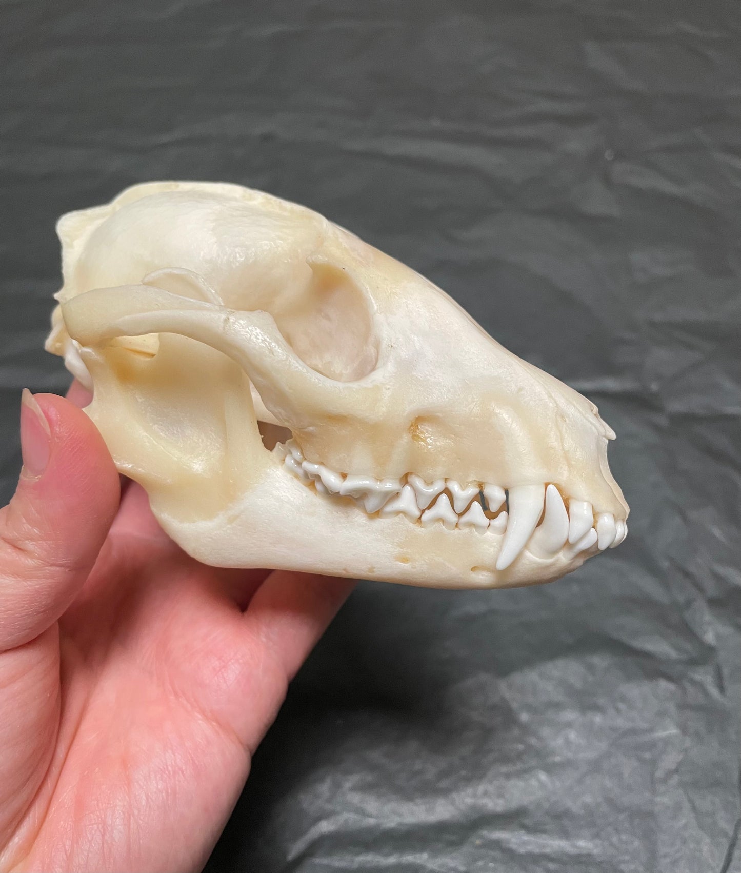 Raccoon Dog Skull