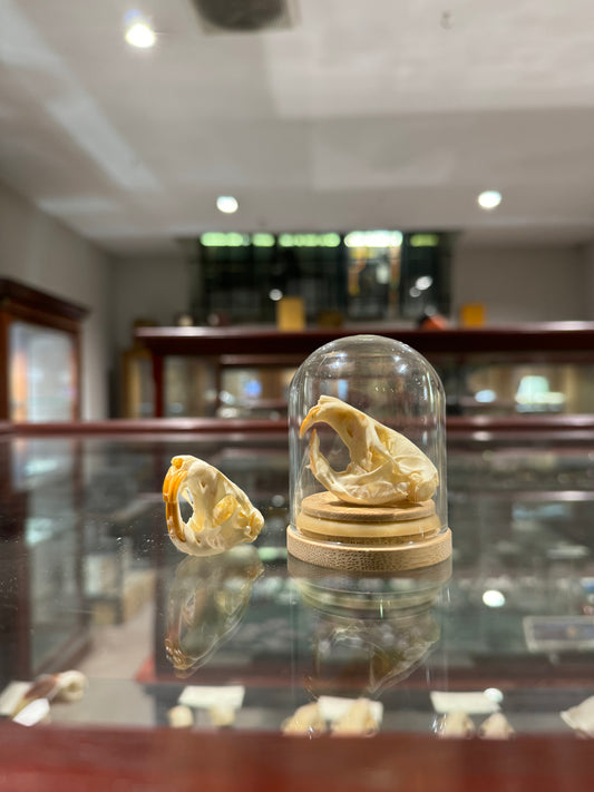 Pocket gopher skull