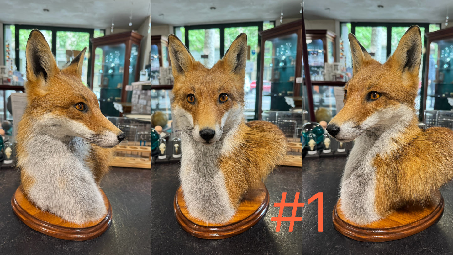 Taxidermy Fox Head