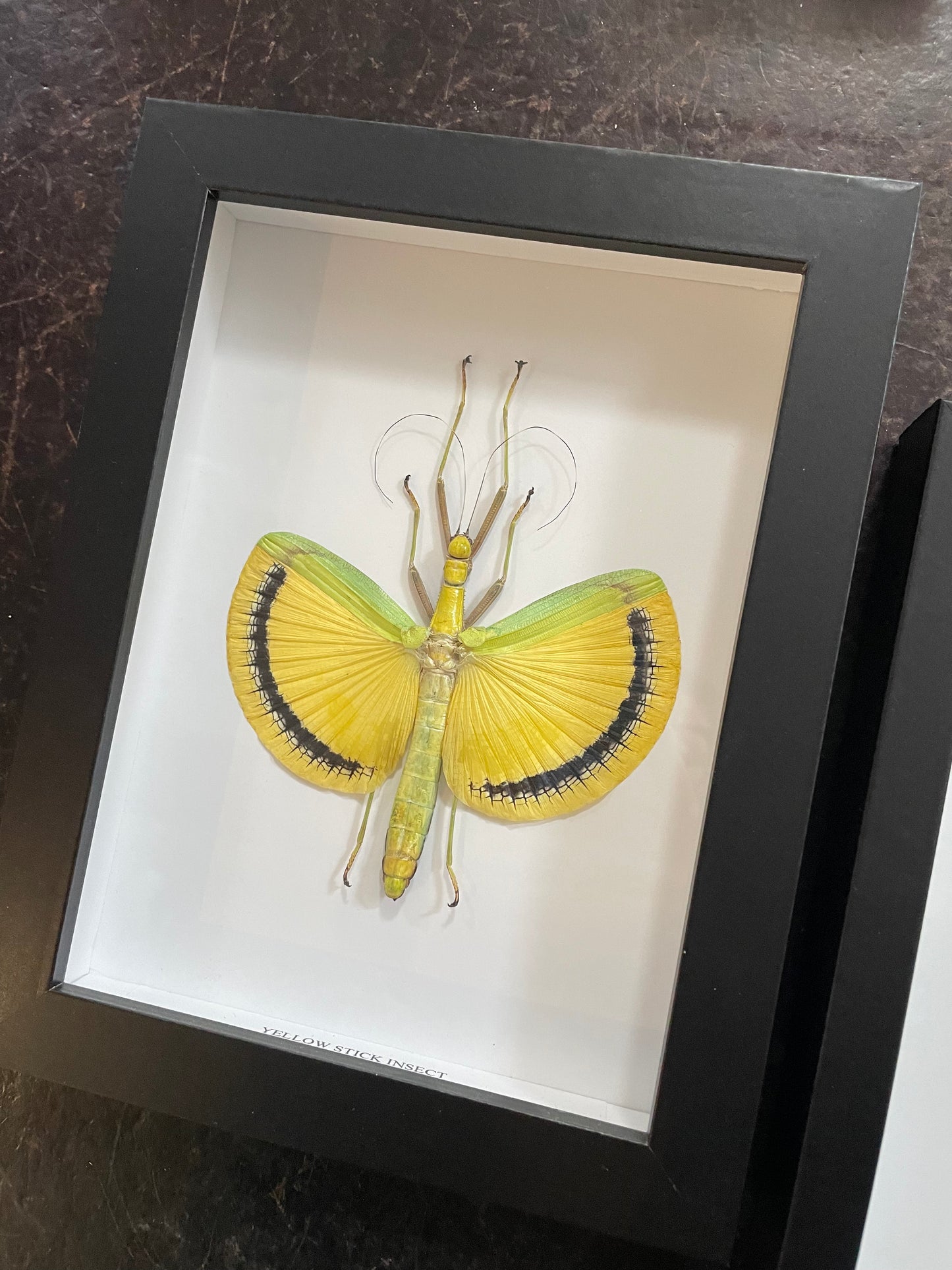 Yellow Winged Stick Insect – Wunderkammer