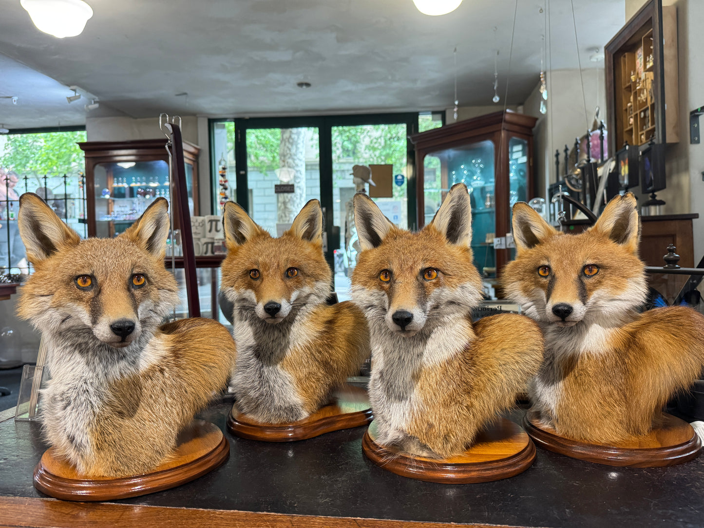 Taxidermy Fox Head