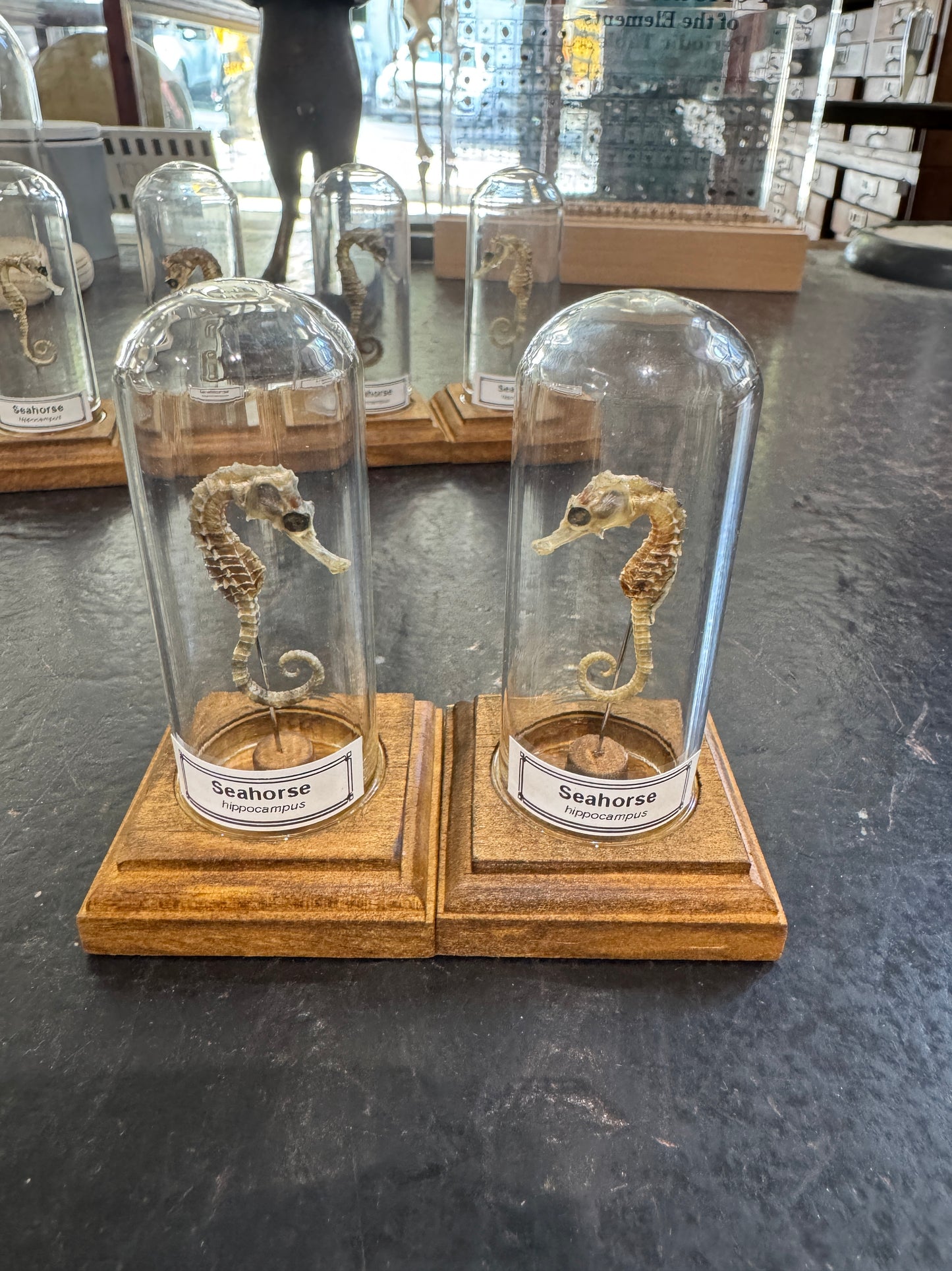 Seahorse