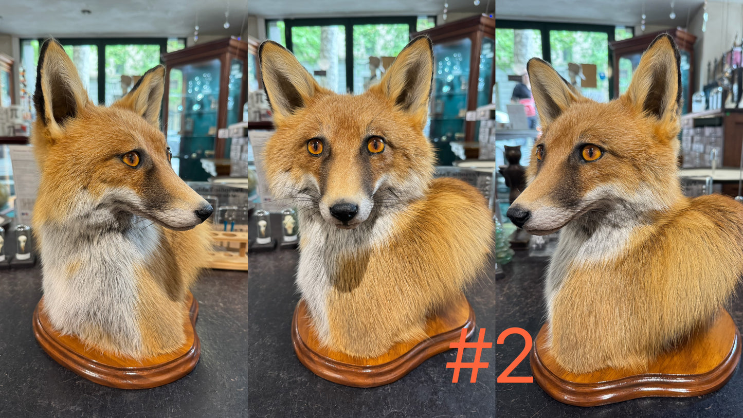Taxidermy Fox Head