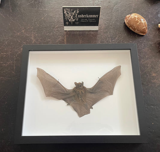 Mastiff Bat in frame