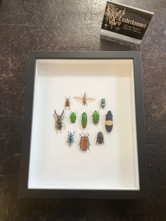 Mixed Beetles