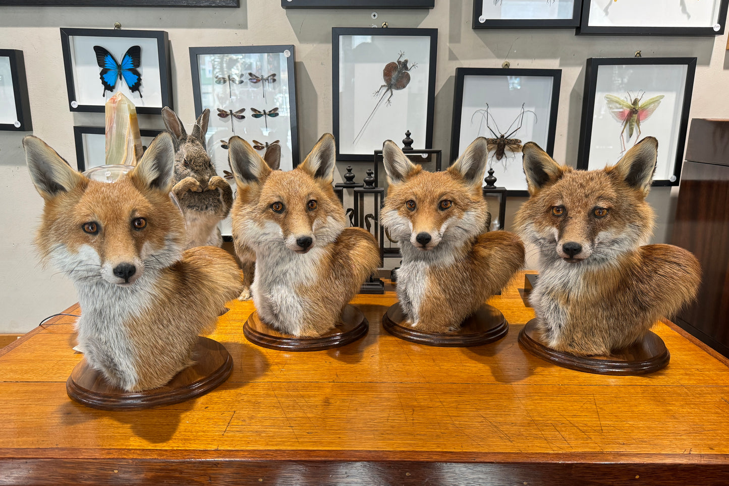 Taxidermy Fox Head